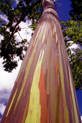 Amazing_Rainbow_Eucalyptus_Tree_6