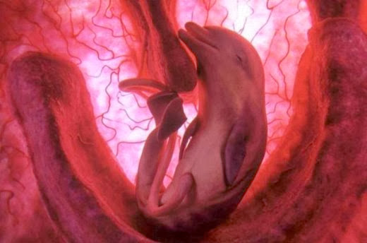 Embryotic_Animal_Pictures_15