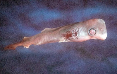 Embryotic_Animal_Pictures_14