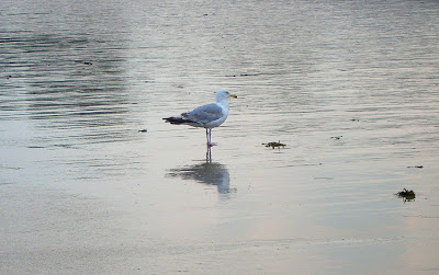 sea gull natacha colmez
