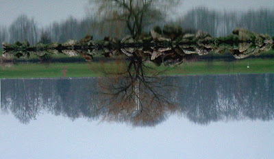water reflection tree natacha colmez