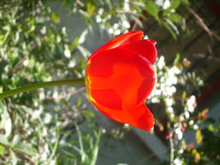 tulip natacha colmez
