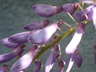 glycine wisteria flower natacha colmez