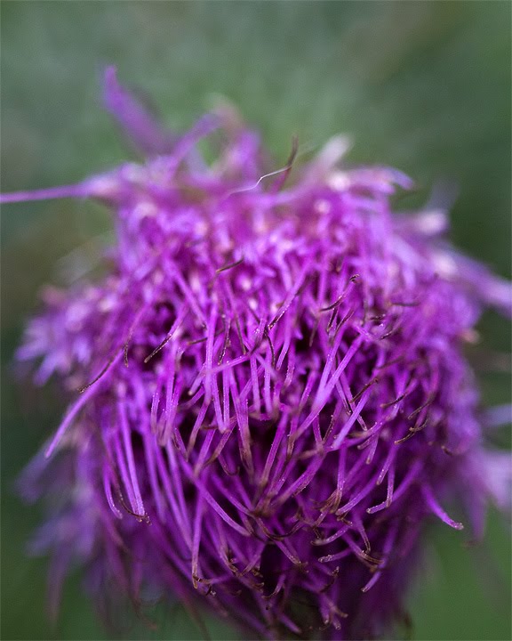 [Bull-Thistle-4.jpg]