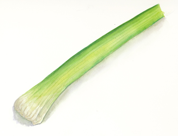 Celery-Stalk.jpg.