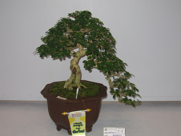 [bonsai%201-60.jpg]