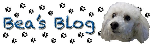Bea's Blog