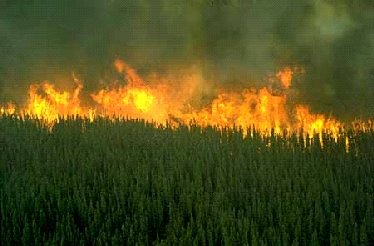 [incendios.jpg]