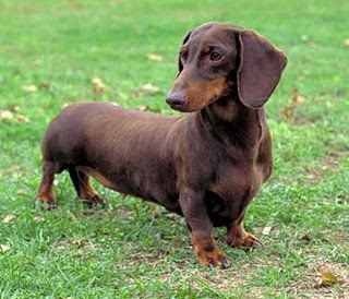 razas de perro con T, V, W, X, Y con imagenes razas de perro con T, V, W, X, Y con imagenes