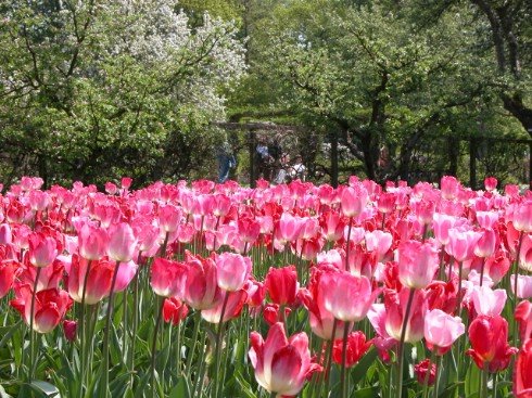 [sofieroblommor.jpg]