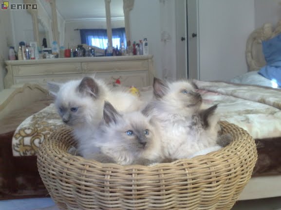 [ragdoll.jpg]