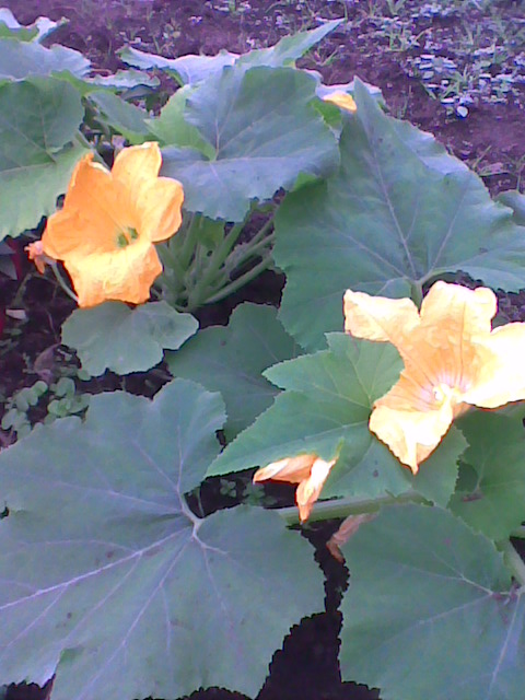 flor de calabacin