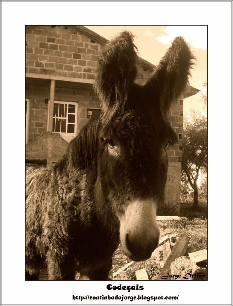 [Codeçais+-+Burro+2.jpg]