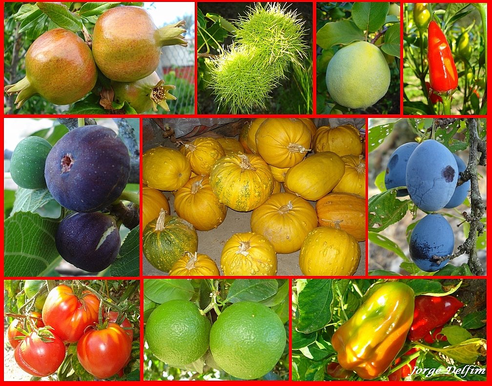 [Frutos.jpg]