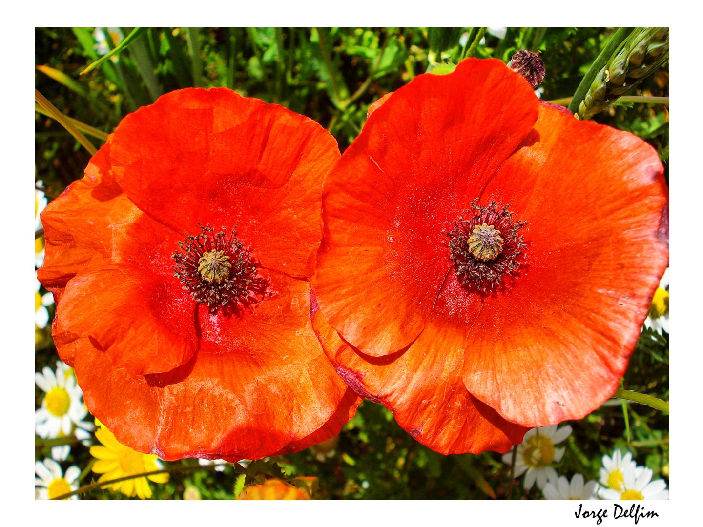 [Vila+Flor+-+papoilas+2.jpg]