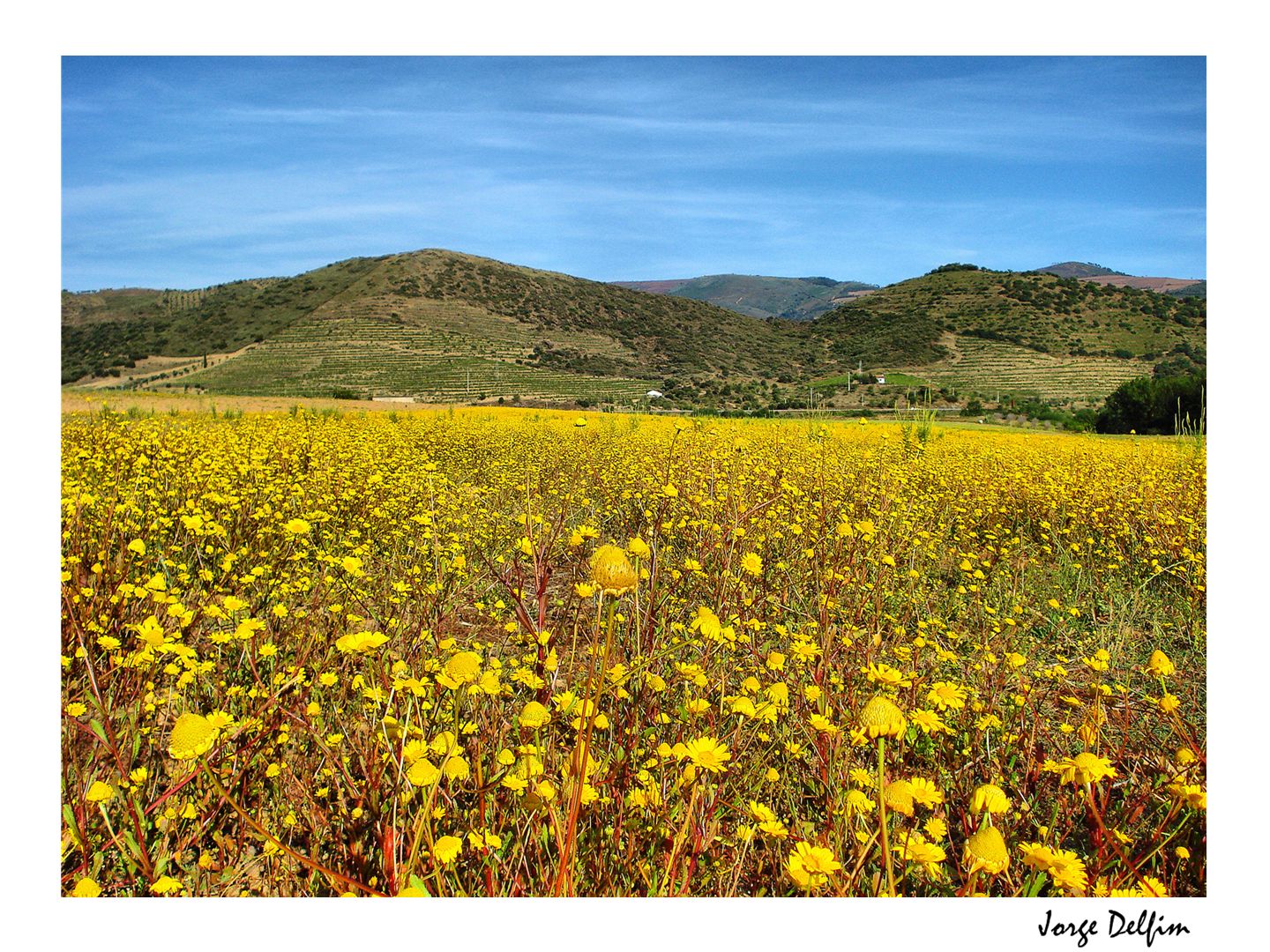 [Foz+Sabor+-+amarelas+1.jpg]