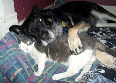Dogs Hugging Cats