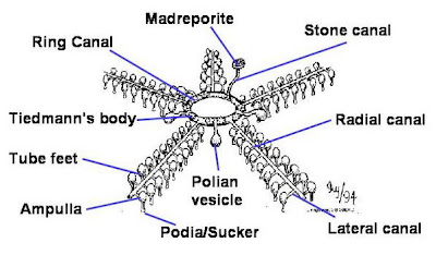 blastopore becomes the anus blastopore becomes the anus