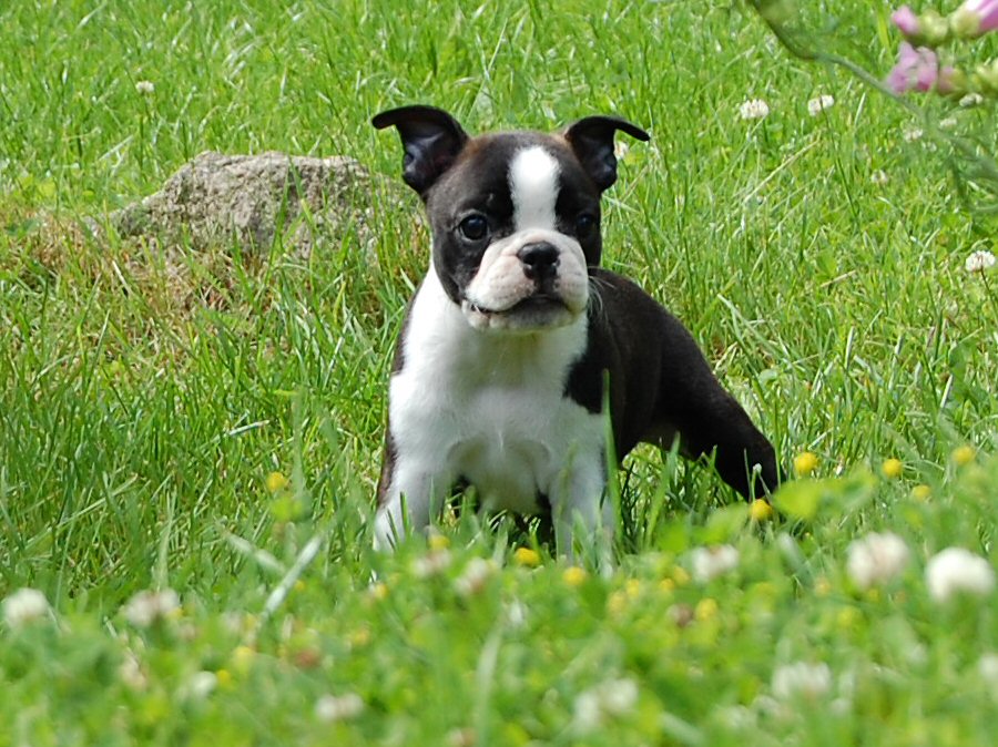 BOSTON TERRIER CHIWAWA MIX