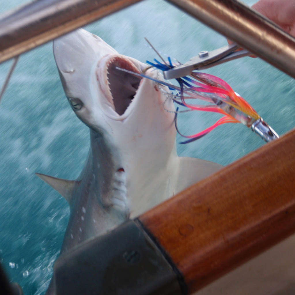 [shark2.jpg]