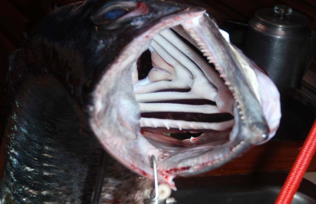 [mackerel3.jpg]