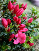 Rhododendron (Japanse Azalea, Anouk). Needs sun or partial sun and grows up . (img )