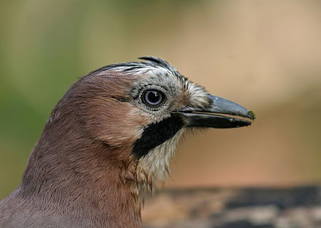 Michel Nature Vidéo Le Gaie