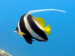 Longfin Banner Fish