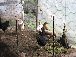 Gallinas de Campo