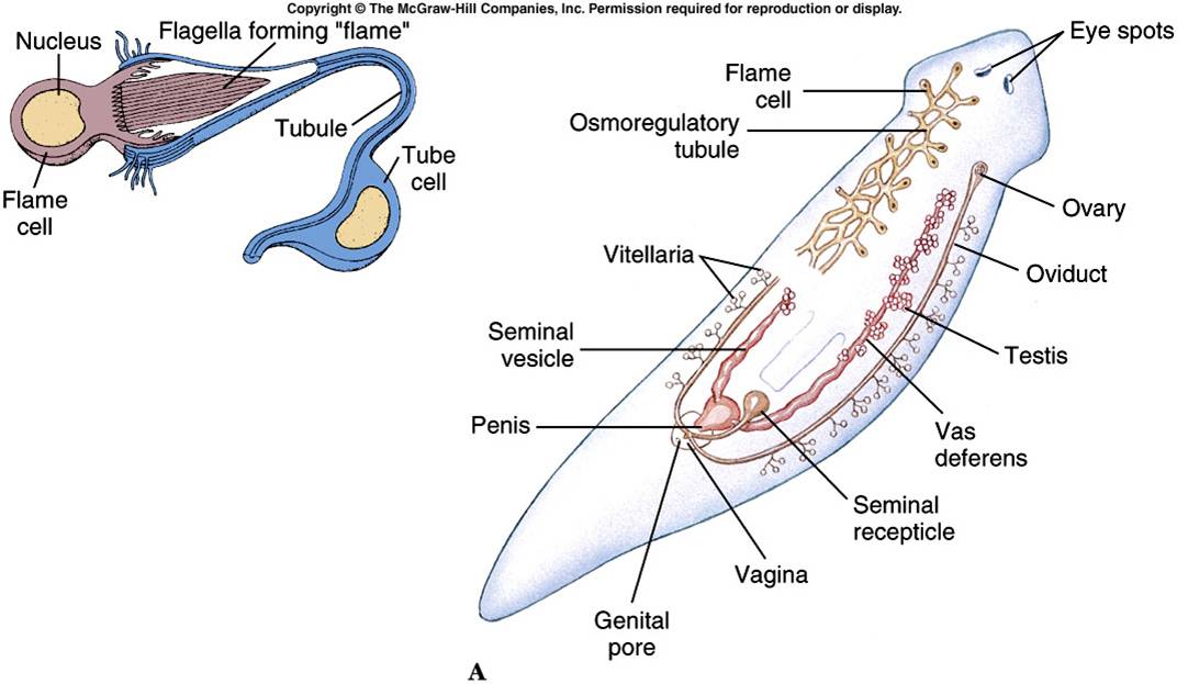 struktur tubuh turbellaria