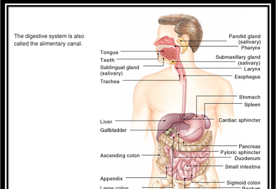 Dunianya Sari: SISTEM PENCERNAAN (Digestive system)