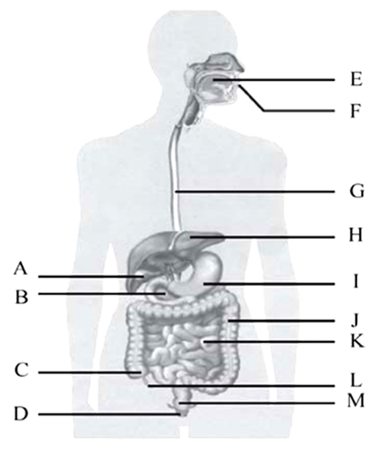 Dunianya Sari Soal Uh Sistem Pencernaan Kelas Xi Sma N 2 Wonosobo