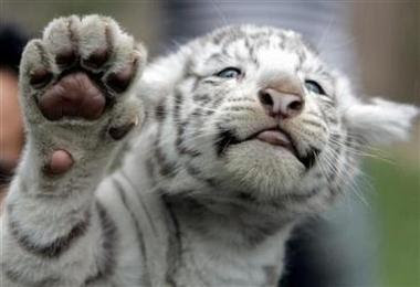 Cute+White+Tiger+cub.JPG