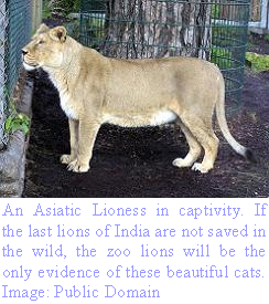 Asiatic Lioness