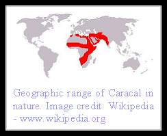 Caracal Distribution