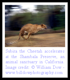 Cheetah Facts