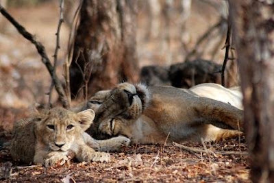 Asiatic Lion