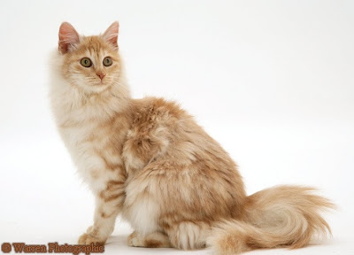 القطط التركية Turkish+Angora