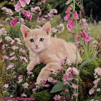 Polydactyl