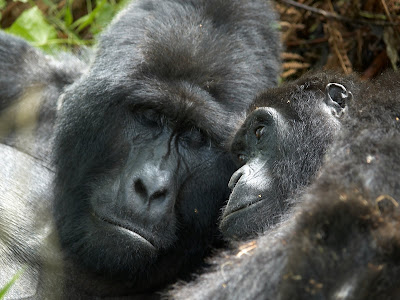 Mother and baby gorilla in Uganda