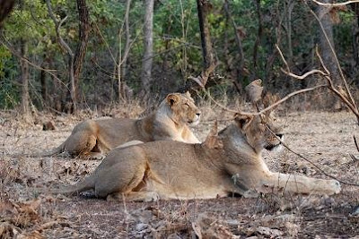 Asiatic Lionesses