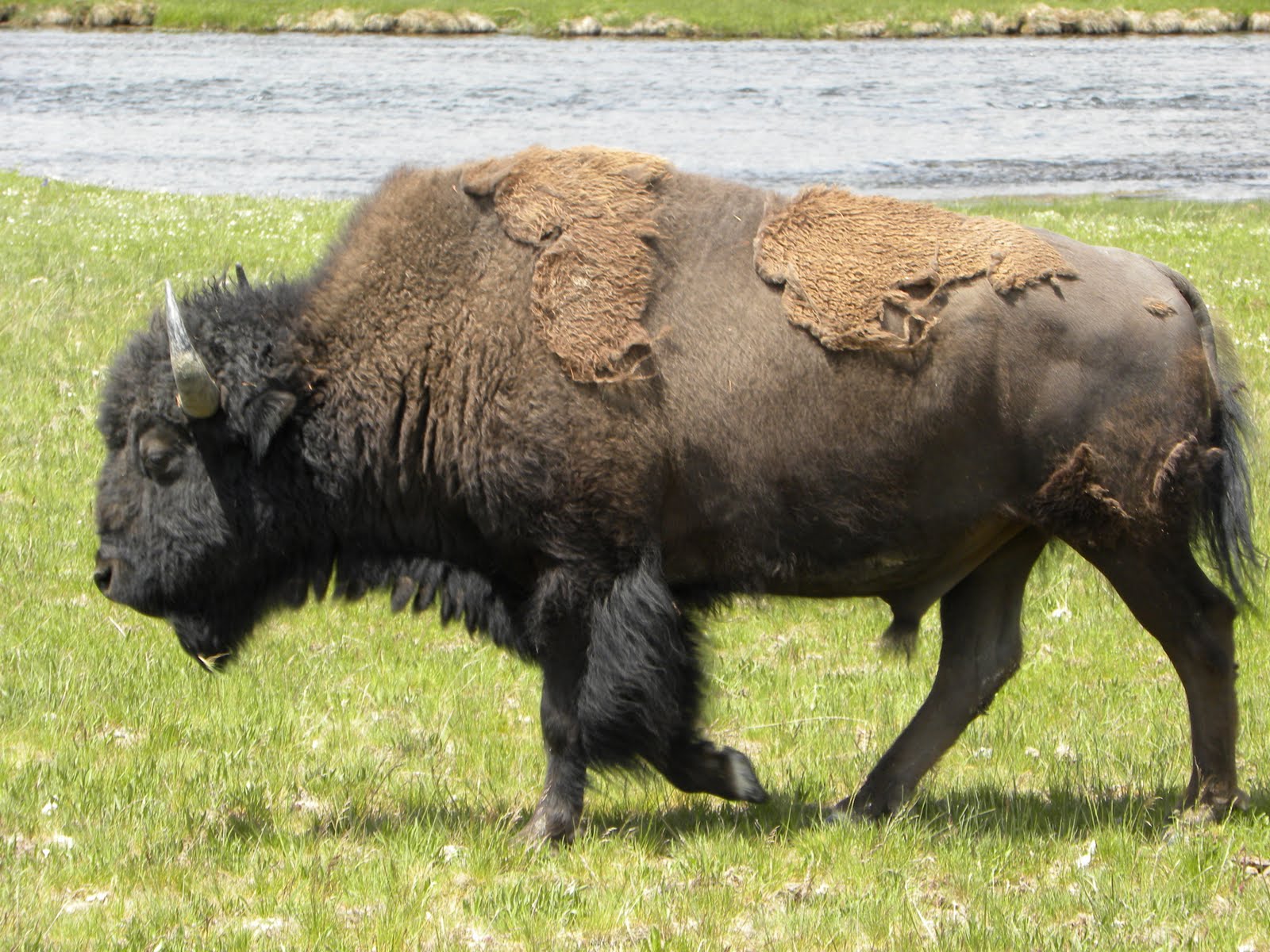 CCRT 2010: Animals in Wyoming