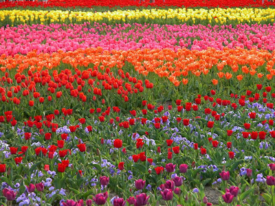 Nature: Tulip Garden