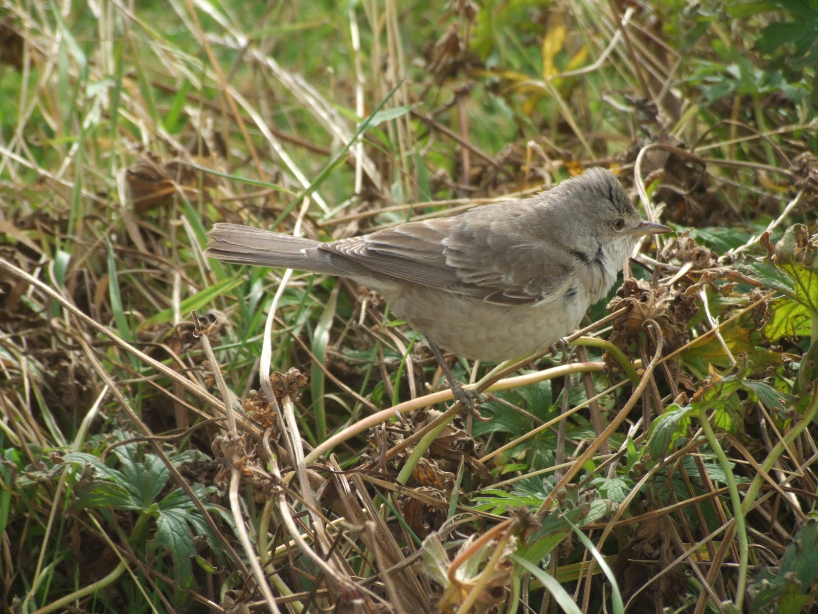 barred warbler
