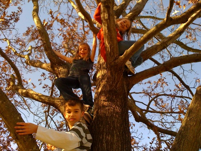 [tree.jpg]