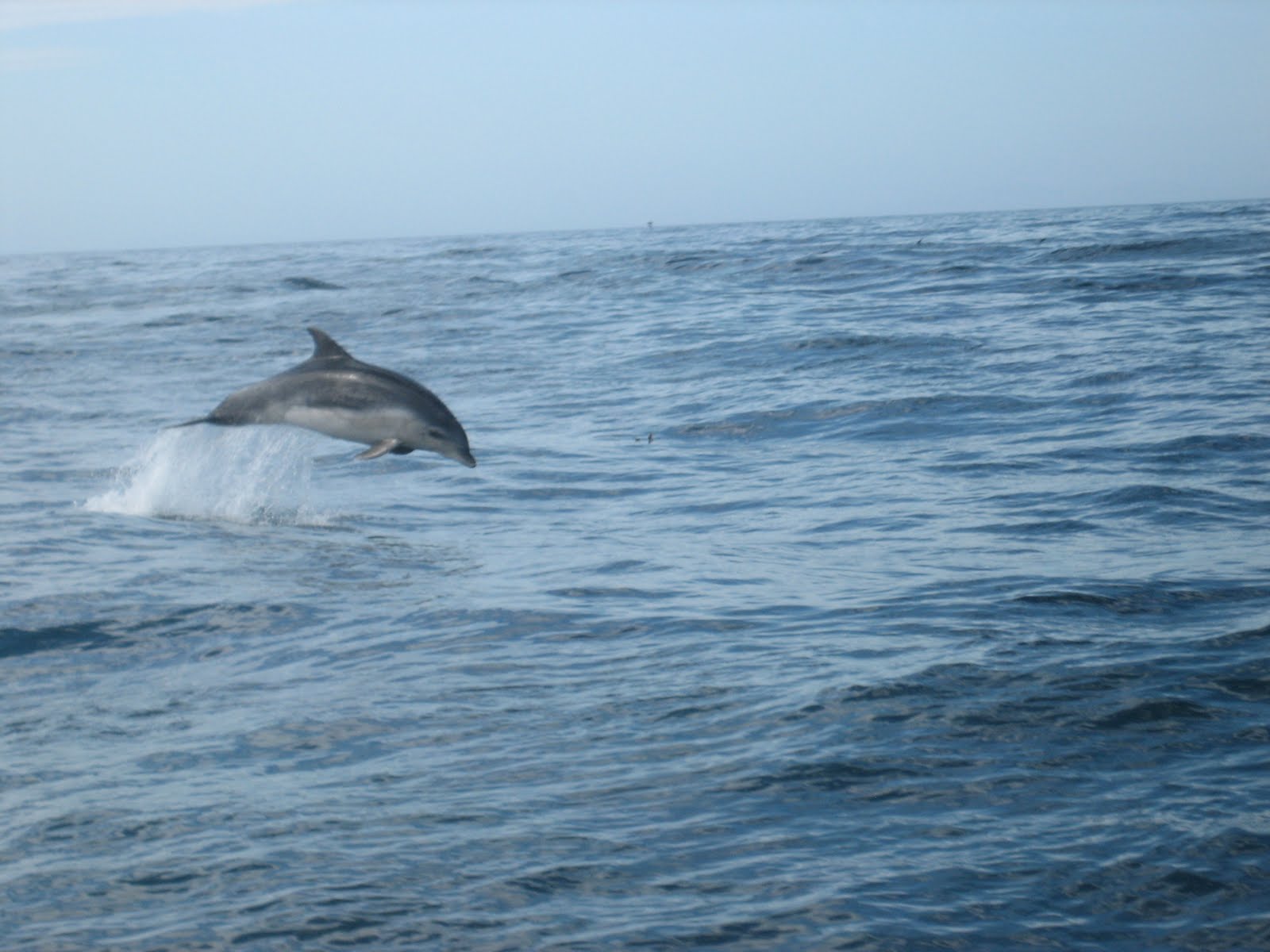 Dolphins Resort Anglers Dining- Oceanfront Cabins