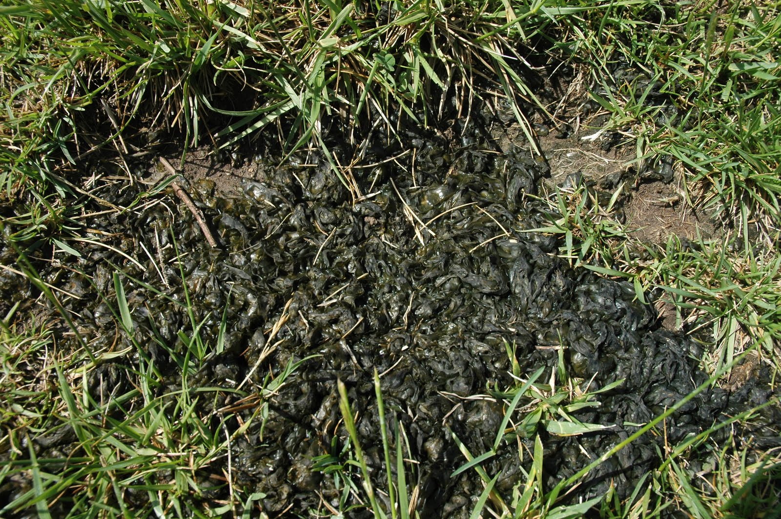 lawn algae