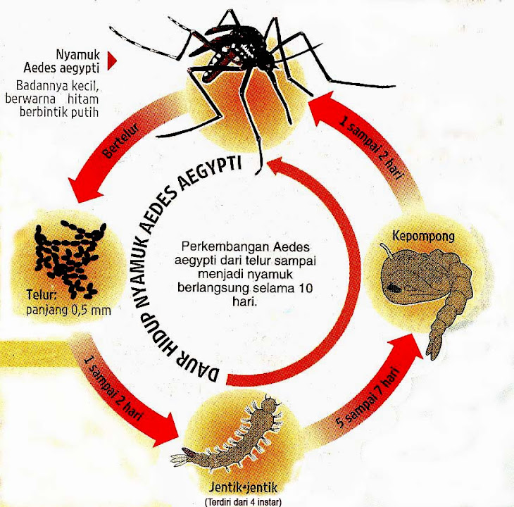 CEGAHLAH  PENULARAN DEMAM BERDARAH DENGUE DAN CHIKUNGUNYA