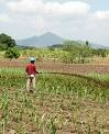 Kemakmuran untuk Petani