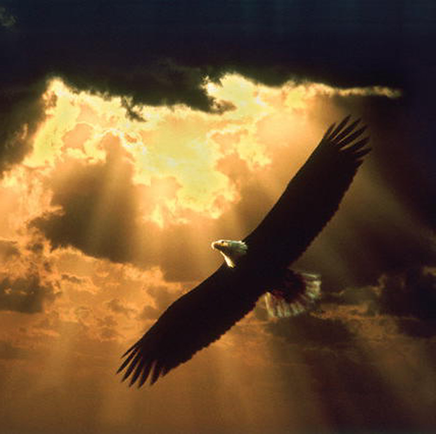 http://1.bp.blogspot.com/_9D8aFWOWGa0/SwdoPj5xMtI/AAAAAAAAABg/_Znip6eB1z4/s1600/soaring_eagle_150.jpg